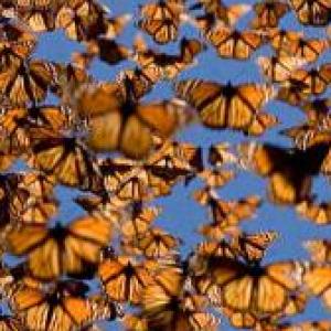 Orugas y mariposas