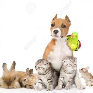 animales domesticos