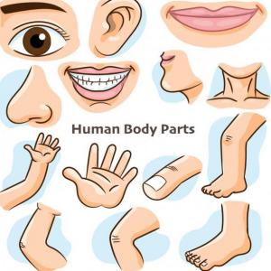 partes del cuerpo