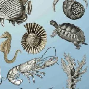 evolución en animales vertebrados e invertebrados