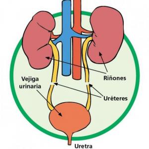SISTEMA RENAL