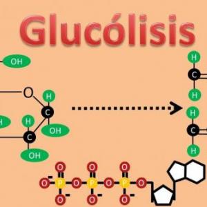 GLUCOLISIS