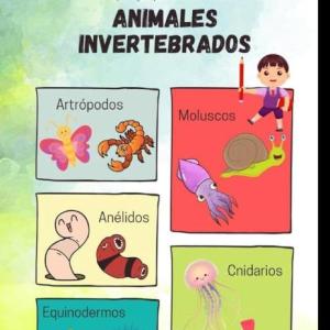 Conociendo los animales invertebrados