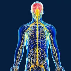 El Sistema Nervioso y su relación con la Neurociencia.
