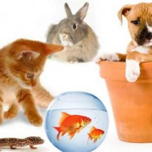 ADIVINANZAS DE  ANIMALES