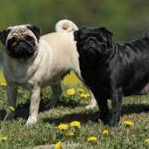 perritos