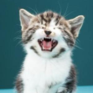 Portada del juego CONOCIENDO ANIMALES DOMESTICOS – Lengua
