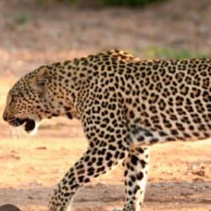ANIMALES DE LA JUNGLA 