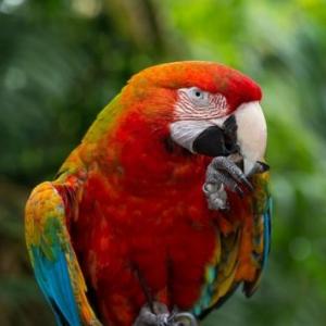 Duchazo de la flora y fauna