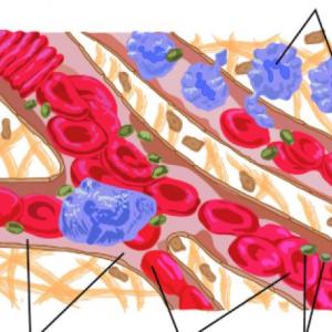 Imagen de portada del videojuego educativo: Tejido Sanguíneo, de la temática Biología