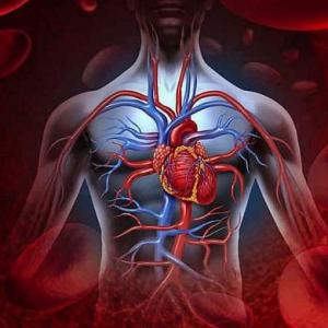 Imagen de portada del videojuego educativo: el sistema circulatorio !!! OFICIAL, de la temática Salud