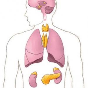 Sistema Endocrino