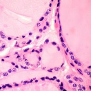 Histología del Sistema Endocrino