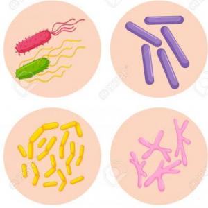 Tipos de Bacterias