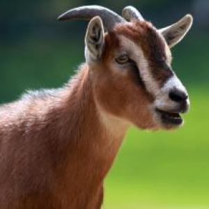 Animales de granja