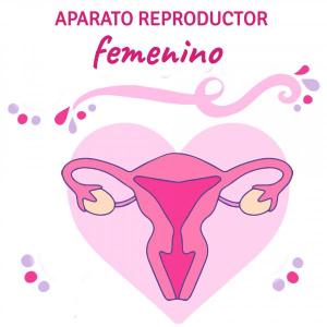 Imagen de portada del videojuego educativo: Aparato reproductor femenino, de la temática Biología