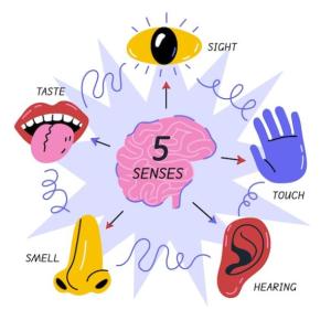 Portada del juego Nuestros sentidos – Ciencias