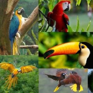 Animales de la selva tropical