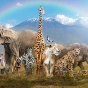 Animals