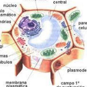 células