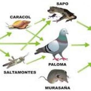 Cadena trófica