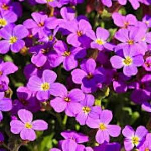 las flores