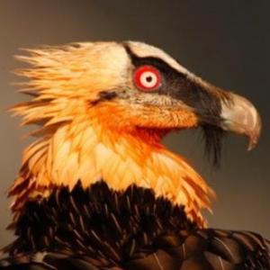 Imagen de portada del videojuego educativo: Identificacion aves, de la temática Biología