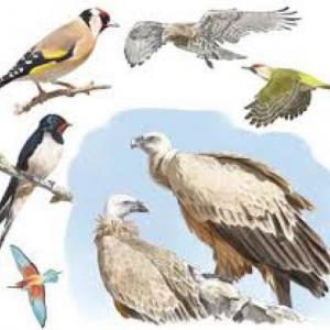 Imagen de portada del videojuego educativo: Identificación aves, de la temática Biología