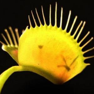 Las plantas y su importancia