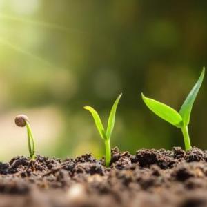 Beneficios de las plantas
