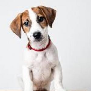 Razas de perros
