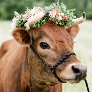 Animales