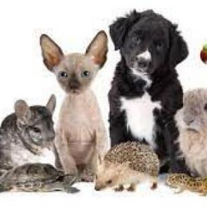 Emociones hacia los animales