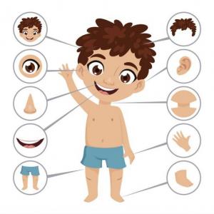 Descubre y memoriza partes del cuerpo humano