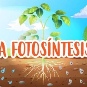 Necesidades de las plantas