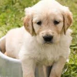 animales