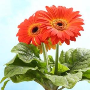 Las partes de la plantas