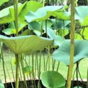 Las plantas