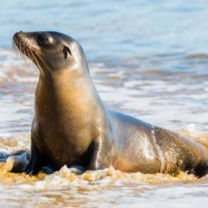 Lobo Marino 