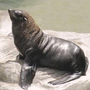 Trivia del Lobo Marino 2