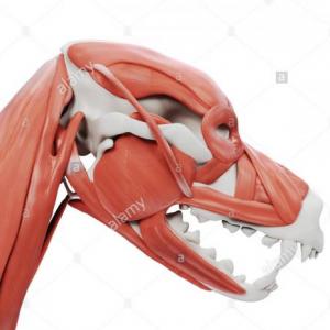 Músculos de la cabeza