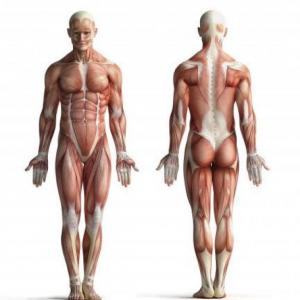 Imagen de portada del videojuego educativo: Músculos del cuerpo humano., de la temática Biología
