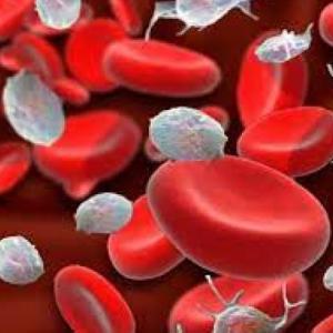 Hematopoyesis