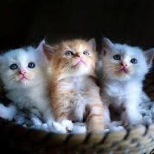 Gatitos