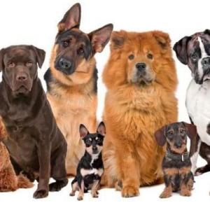 ¿Sabes de que raza es este perro?