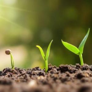 Elementos del ecosistema en plantas