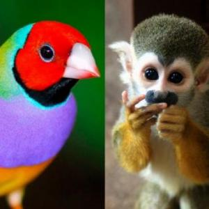 Animales exóticos