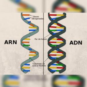 Biogames (ADN y ARN)