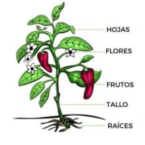 Las plantas