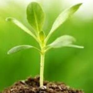 ¿CUÁNTO SABEMOS SOBRE LAS PLANTAS?